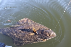 Halibut-Fishing-003