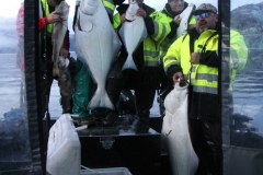 Halibut-Fishing-004
