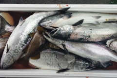 Chinook-Salmon-Fishing-044