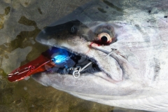 Chinook-Salmon-Fishing-061