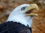 Wildlife