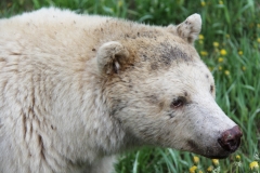 Kermode-Bear