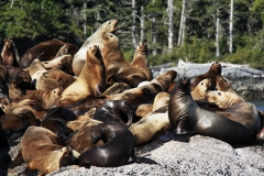 Pacific-Northwest-Wildlife-001