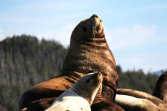 Pacific-Northwest-Wildlife-002