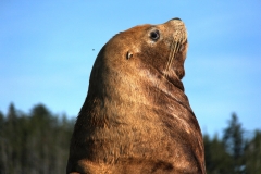 Pacific-Northwest-Wildlife-003
