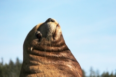 Pacific-Northwest-Wildlife-004