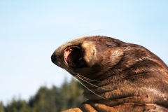 Pacific-Northwest-Wildlife-005