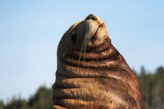 Pacific-Northwest-Wildlife-006