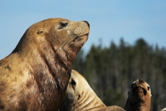 Pacific-Northwest-Wildlife-007