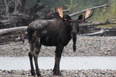 Pacific-Northwest-Wildlife-008