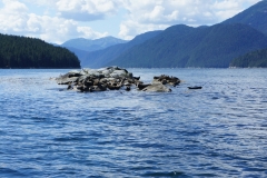 Pacific-Northwest-Wildlife-009