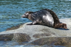 Pacific-Northwest-Wildlife-010