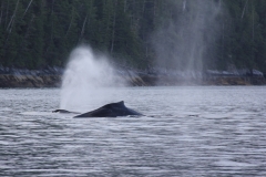 Pacific-Northwest-Wildlife-011