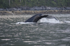 Pacific-Northwest-Wildlife-012