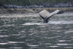 Pacific-Northwest-Wildlife-013