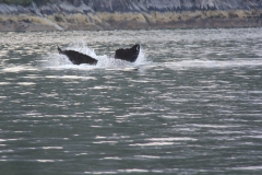 Pacific-Northwest-Wildlife-014