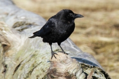 Pacific-Northwest-Wildlife-016