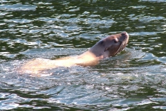 Pacific-Northwest-Wildlife-018