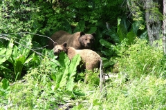 Pacific-Northwest-Wildlife-019