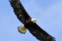 Pacific-Northwest-Wildlife-020