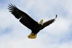 Pacific-Northwest-Wildlife-021