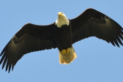 Pacific-Northwest-Wildlife-022