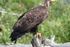 Pacific-Northwest-Wildlife-023