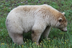 Pacific-Northwest-Wildlife-024