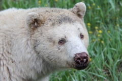 Pacific-Northwest-Wildlife-025