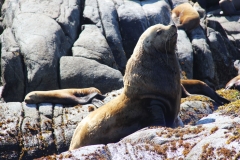 Pacific-Northwest-Wildlife-026