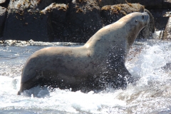 Pacific-Northwest-Wildlife-027
