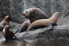Pacific-Northwest-Wildlife-028