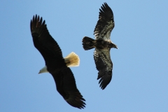 Pacific-Northwest-Wildlife-029