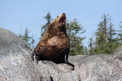 Pacific-Northwest-Wildlife-030