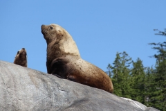 Pacific-Northwest-Wildlife-031