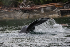 Pacific-Northwest-Wildlife-032