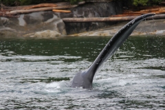 Pacific-Northwest-Wildlife-033