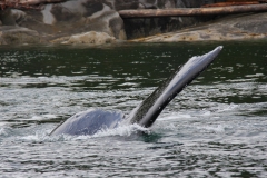 Pacific-Northwest-Wildlife-034