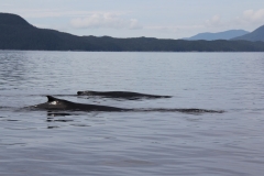 Pacific-Northwest-Wildlife-035
