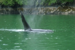 Pacific-Northwest-Wildlife-036